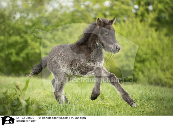 Icelandic Pony / VJ-05590