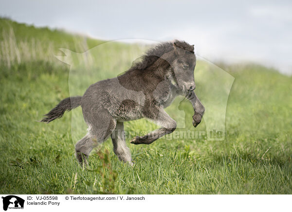 Icelandic Pony / VJ-05598