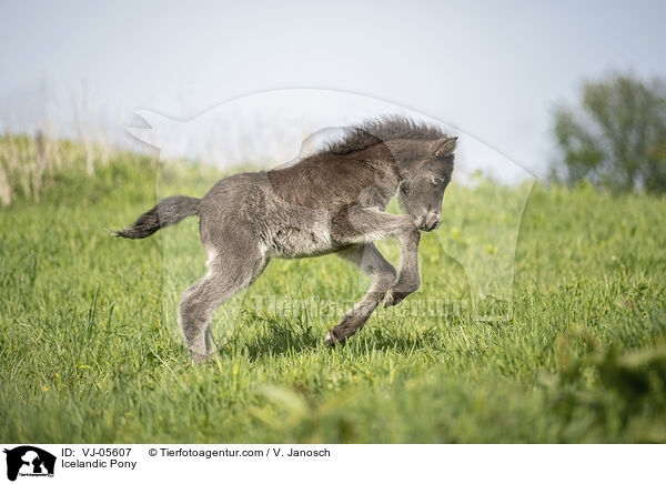 Icelandic Pony / VJ-05607
