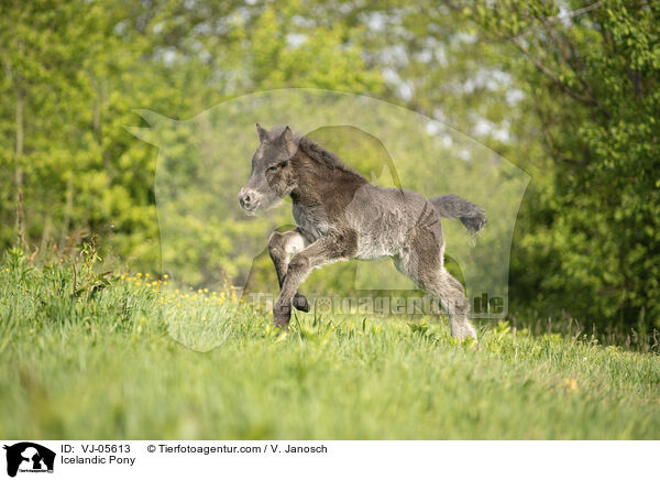 Icelandic Pony / VJ-05613