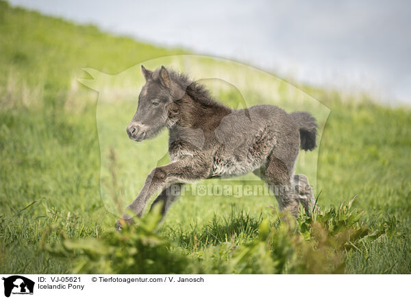 Islnder / Icelandic Pony / VJ-05621