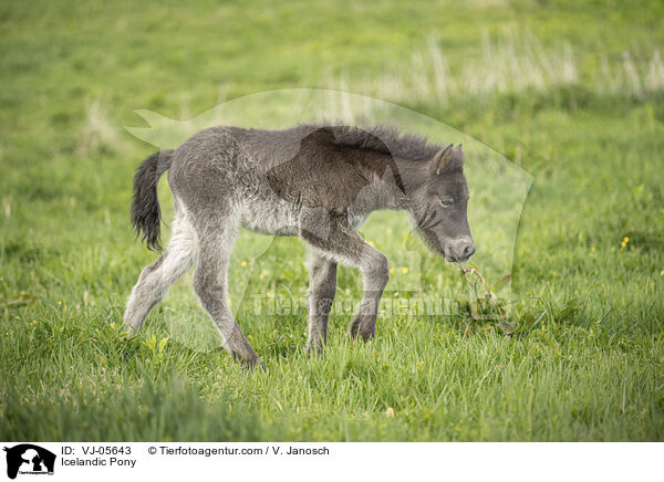 Icelandic Pony / VJ-05643