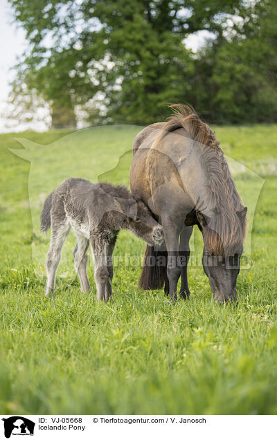 Icelandic Pony / VJ-05668