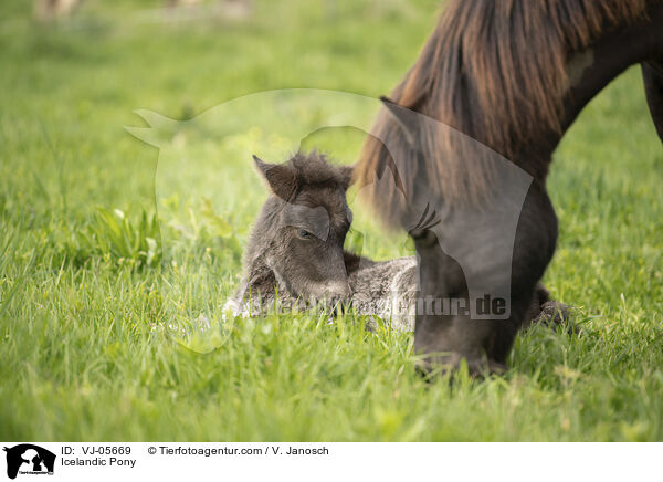 Icelandic Pony / VJ-05669