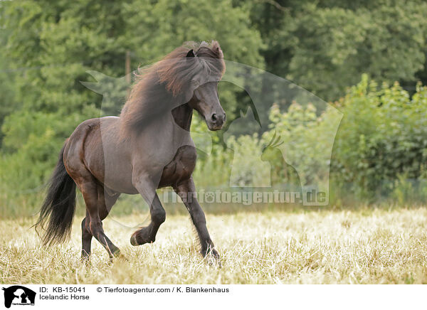 Icelandic Horse / KB-15041