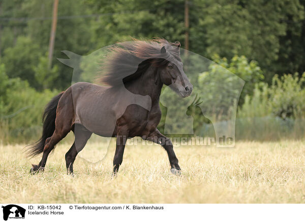 Icelandic Horse / KB-15042