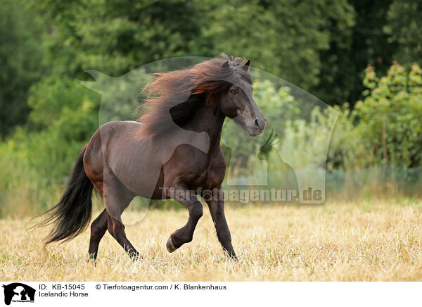 Icelandic Horse / KB-15045
