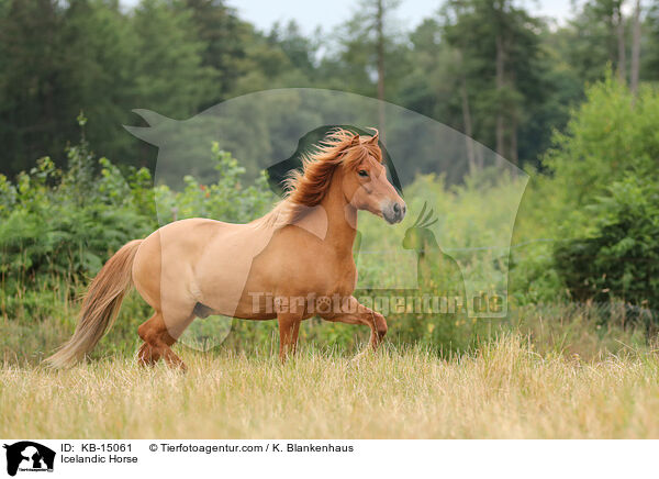 Icelandic Horse / KB-15061