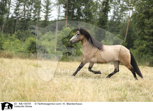 Icelandic Horse / KB-15079