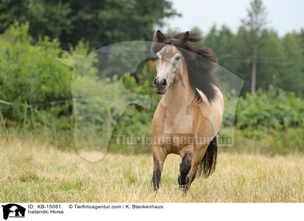 Icelandic Horse / KB-15081
