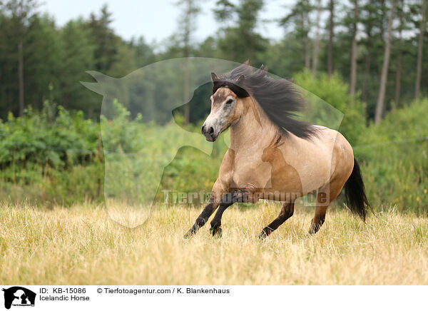 Icelandic Horse / KB-15086