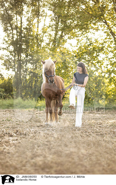 Islnder / Icelandic Horse / JAM-06050