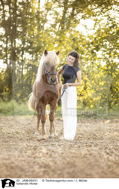 Icelandic Horse / JAM-06051