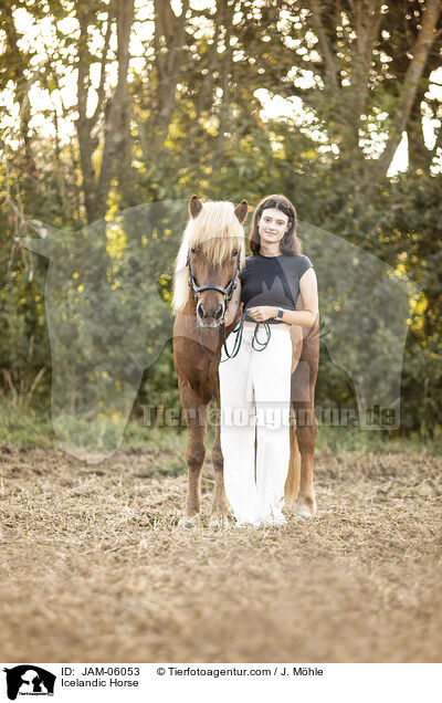 Islnder / Icelandic Horse / JAM-06053