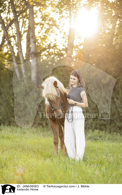 Icelandic Horse / JAM-06063