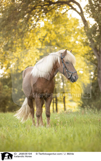 Islnder / Icelandic Horse / JAM-06194