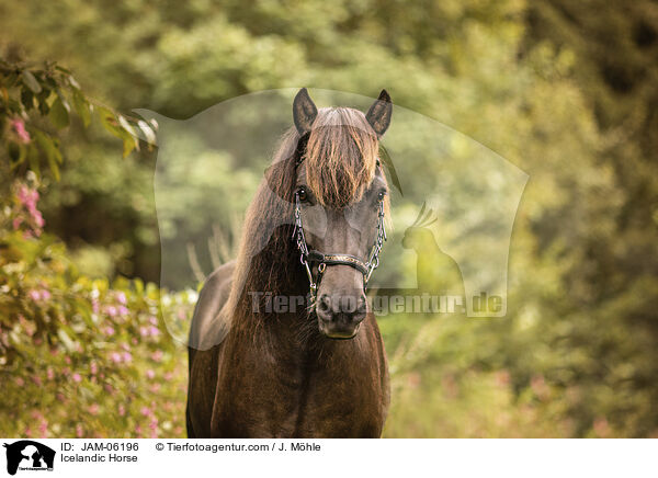 Isländer / Icelandic Horse / JAM-06196