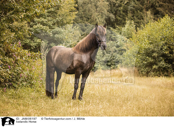 Icelandic Horse / JAM-06197