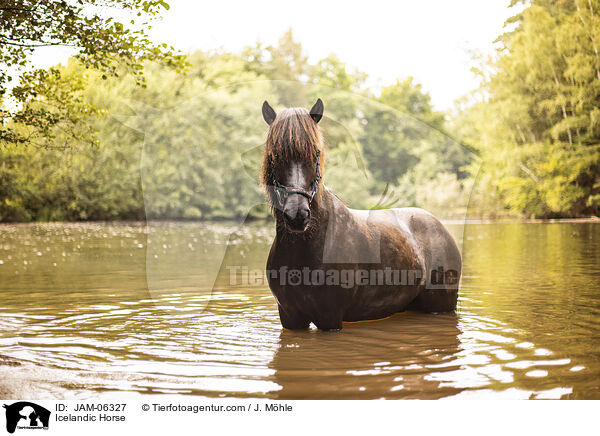 Icelandic Horse / JAM-06327