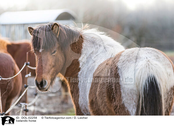 Icelandic horse / DOL-02258
