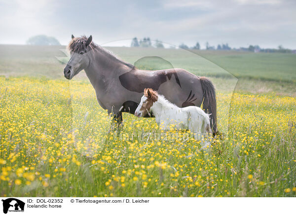 Islnder / Icelandic horse / DOL-02352
