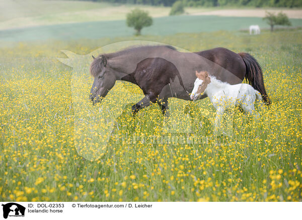 Islnder / Icelandic horse / DOL-02353
