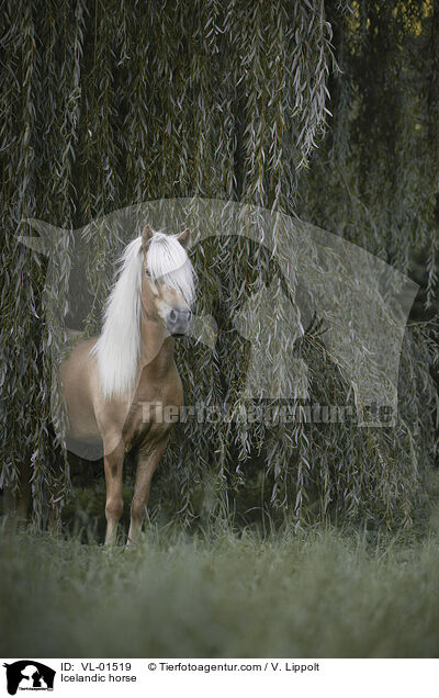 Islnder / Icelandic horse / VL-01519