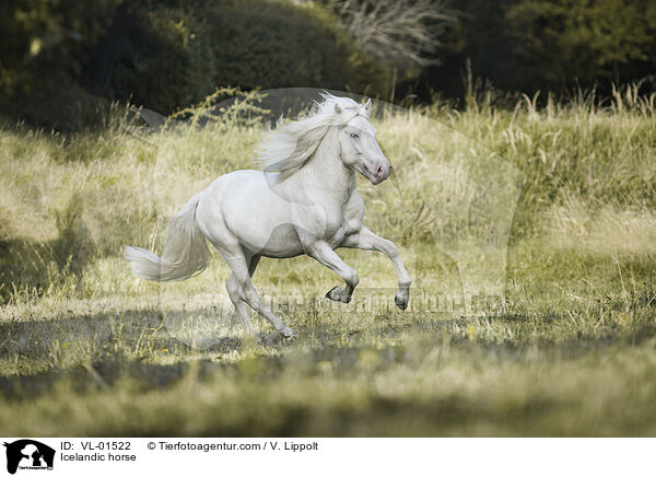 Icelandic horse / VL-01522