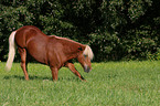Icelandic horse
