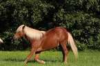 Icelandic horse