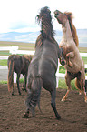 Icelandic horses