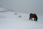 Icelandic horse