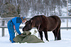 Icelandic horse