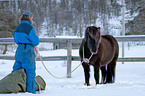 Icelandic horse