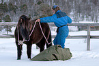 Icelandic horse