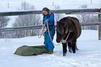 Icelandic horse
