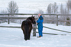 Icelandic horse