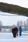 Icelandic horse