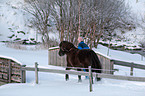 Icelandic horse