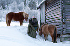 Icelandic horses