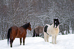 horses