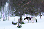 horses