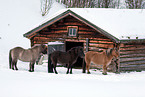 Icelandic horses