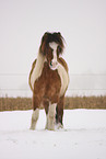 Icelandic horse