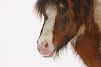 Icelandic horse portrait