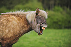 Icelandic horse portrait