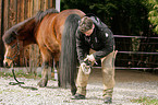 Icelandic horse