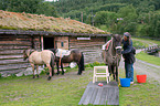 saddling a Icelandic horse