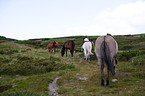 horses