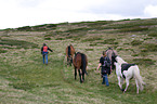 horses